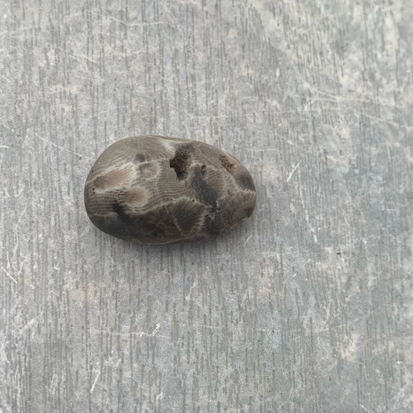 Petoskey stone - Picture 3 of 7